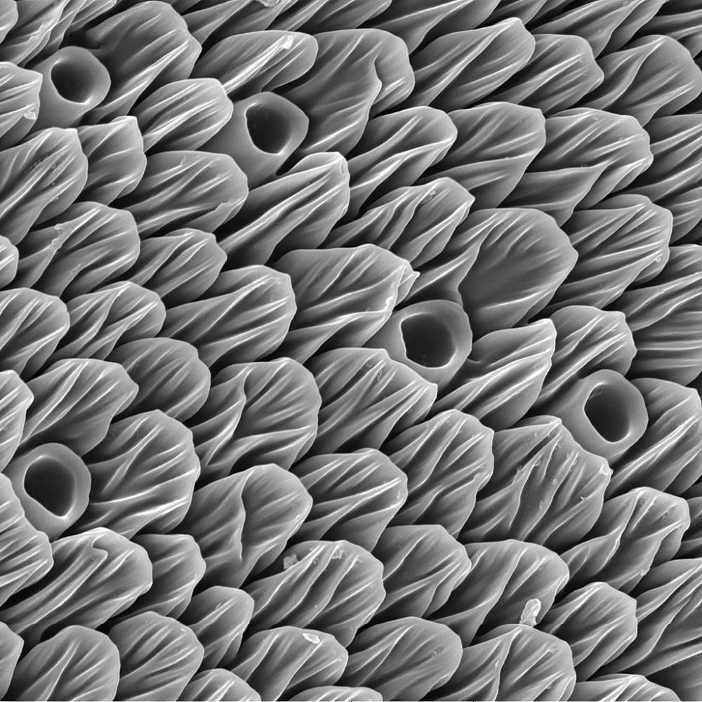 imagen del antenario de un pavo real europeo al microscopio. Es en blanco y negro. Se observan formas reiteradas,