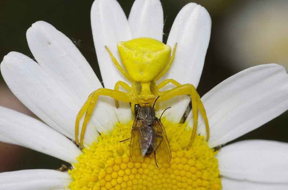 araña amarilla cogiendo una mosca sobre una margarita